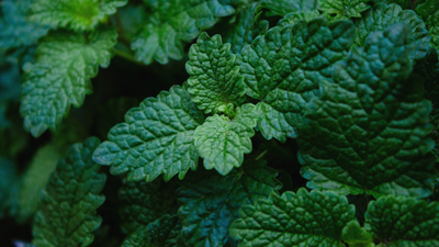 Lemon Balm: A Versatile Herb for Cooking, Wellness, and Hair Health