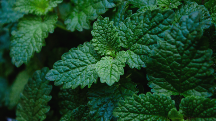 Lemon Balm: A Versatile Herb for Cooking, Wellness, and Hair Health