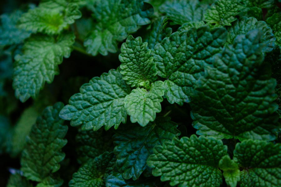 Close-up of fresh lemon balm leaves (Melissa officinalis), a calming herb used in wellness routines and hair wellness support.